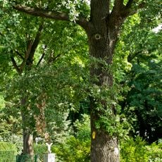Naturdenkmal  [[Eichen|Eiche]]-[[Stieleiche]] (''Quercus robur'') Ricarda‑Huch‑Straße 4,auf dem Grundstück in Madlow