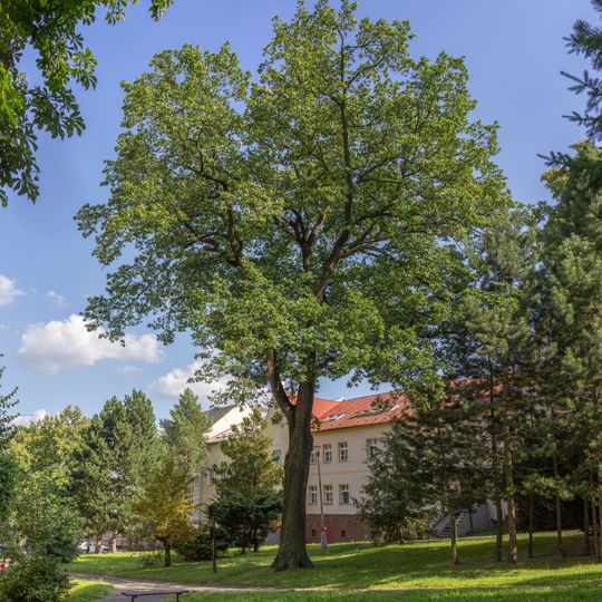 Dub na náměstí sv. Michala