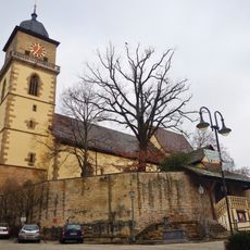 1 Stieleiche "Luthereiche"