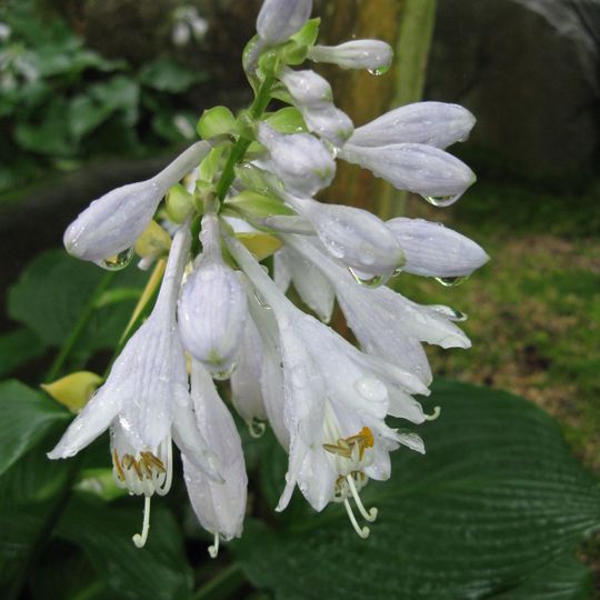Giardino botanico di Saint-Chamond
