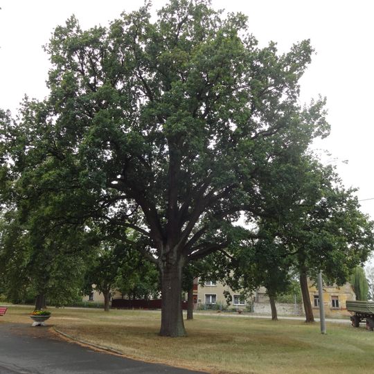Naturdenkmal Stieleiche