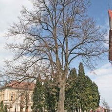 Lípa před kostelem v Opočně