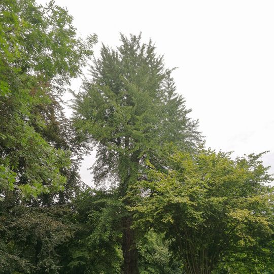 Ginkgo am Rittergut Kleinzschocher