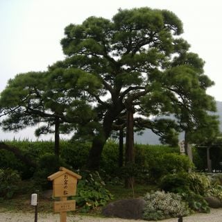 Omiya's Pine Tree