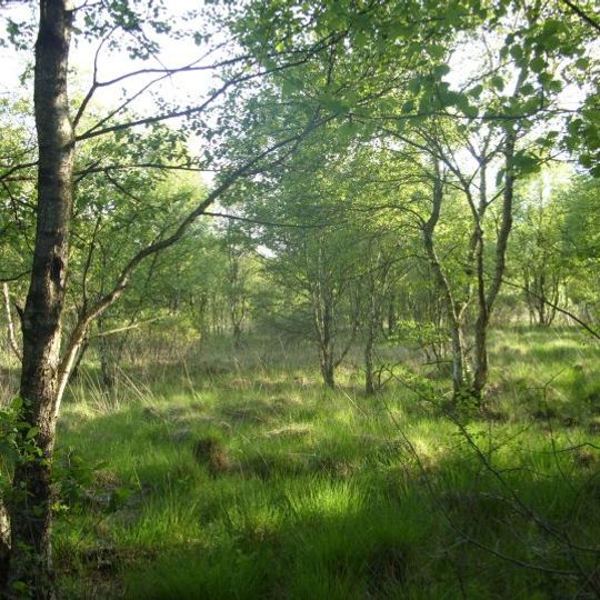 Südliches Hagener Königsmoor