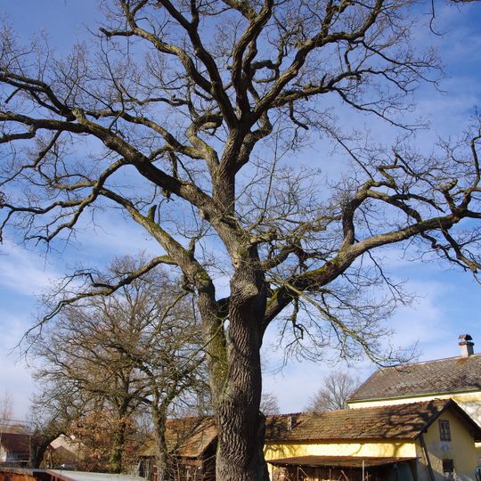 Dub v Malé Šitboři