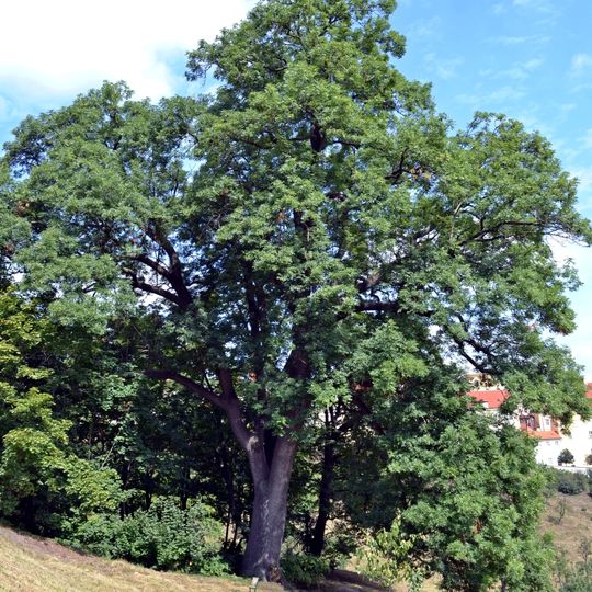 Jasan ztepilý ve Velké strahovské zahradě