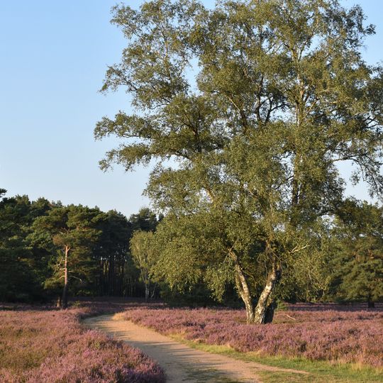 Höpener Heide und Höpener Berg