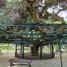 Juniper tree arbor