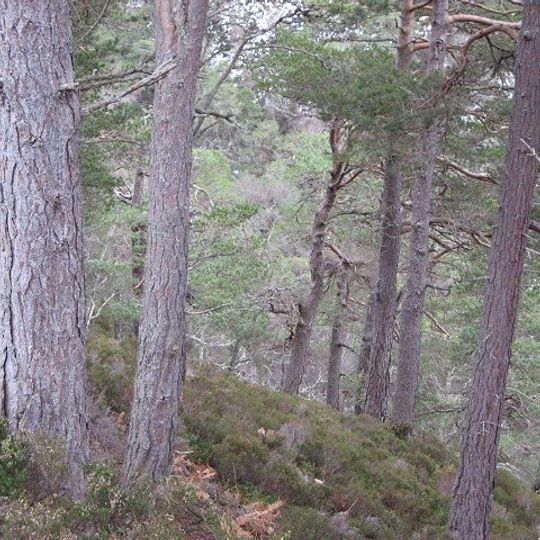 Kaledonische Wälder