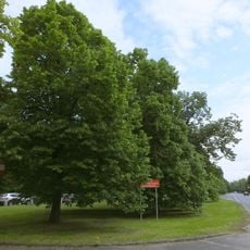 Linden avenue at Żwirki i Wigury Street in Warsaw