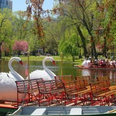 Swan Boats