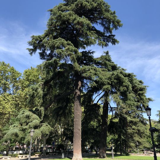 Cedro del Líbano del Museo del Prado, Madrid