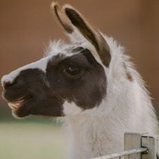 Tierpark Klosterwald