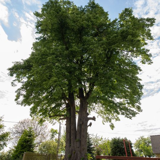 Vier Linden in Dittmannsdorf