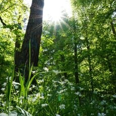 Untere Fasanerie von Klein-Auheim