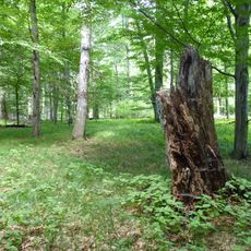 Černý les u Šilheřovic II