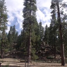 San Bernardino National Forest