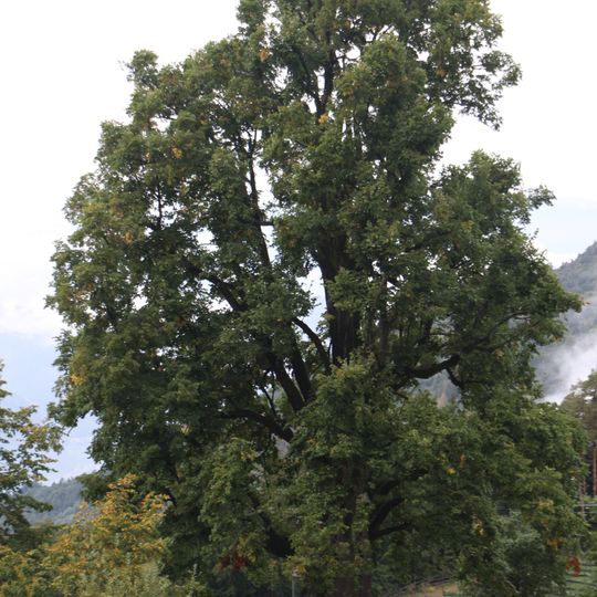 Tiglio monumentale