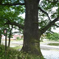 Dub u Velkého Tisého