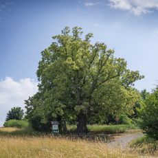Lípy u křížku v Lensedlích