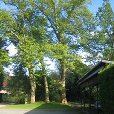 Naturdenkmal Platane (Platanus x hispanica) auf einem Grundstück am Parkweg, ca. 80 m nordwestlich der Schlosskapelle, rechter Baum in Guteborn