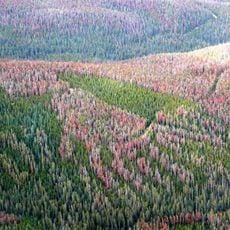 Fraser Experimental Forest