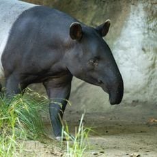 Malayan Tapir