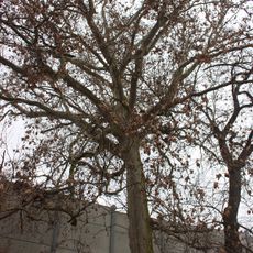 Platan na Čertovské