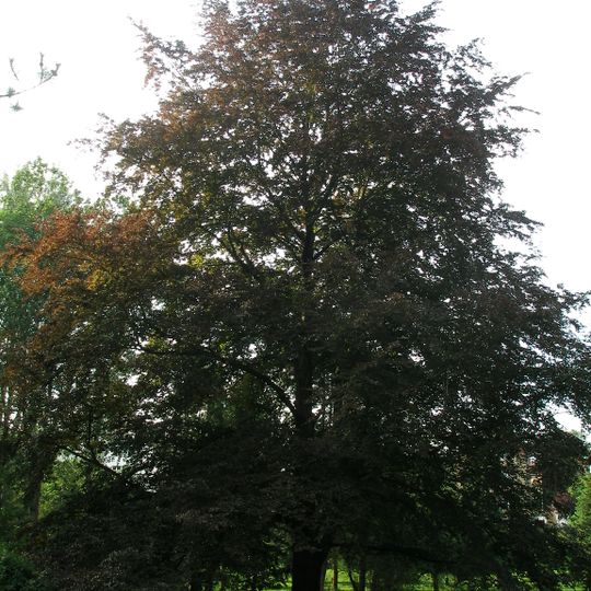 Buk lesní červenolistý