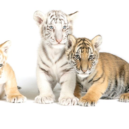 Safari Lodge Photo Encounter