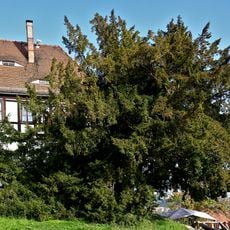 „Tausendjährige Eibe“ in Meißen