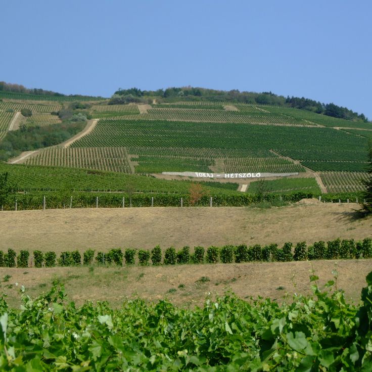 Región Vinícola de Tokaj