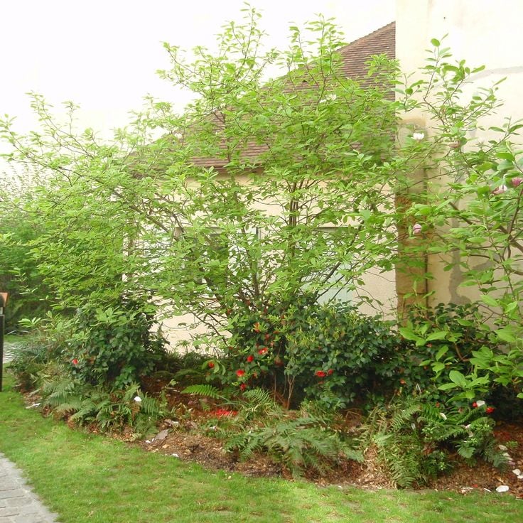 Jardin Anne-Frank