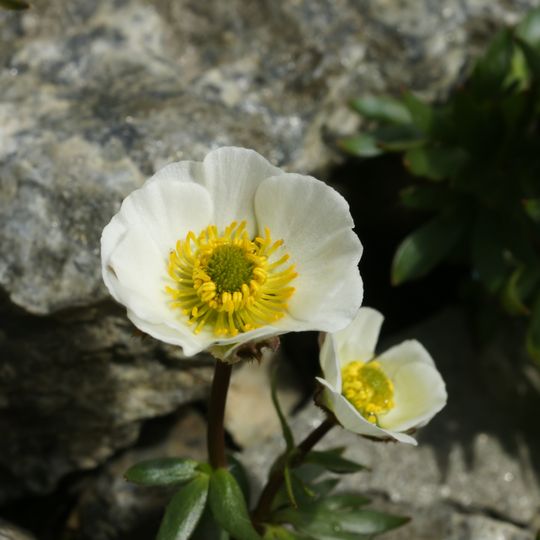 Jardín Botánico de los Pirineos Occidentales