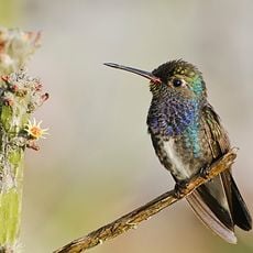 Boa Nova National Park