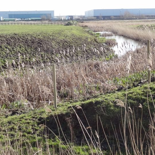 Erith Marshes