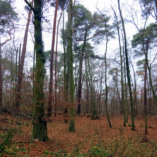 Brömster bei Darmstadt-Eberstadt