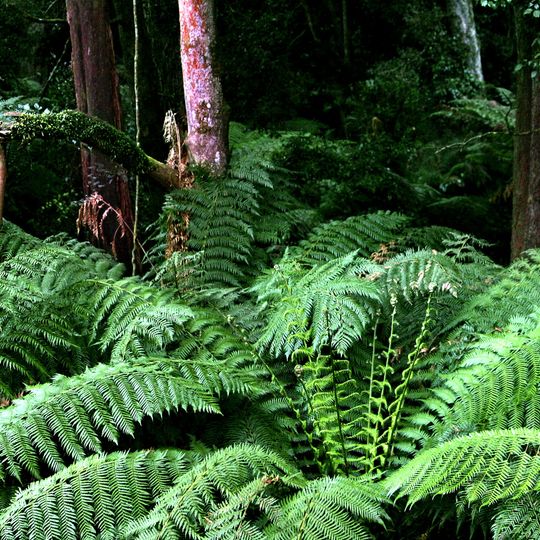 Alfred National Park