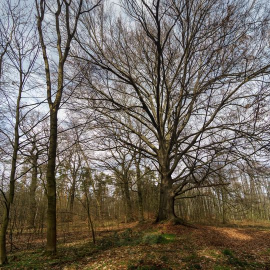 Fagus sylvatica near forester's lodge Dröschkau