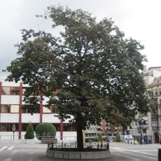 El Carbayón