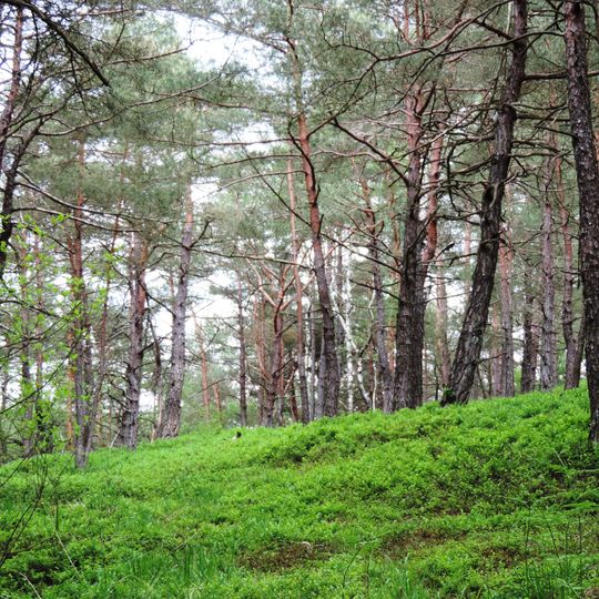 Forchenhügel und Moosleiten