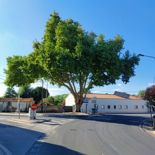 Árvore isolada em Largo da Cruz do Regato