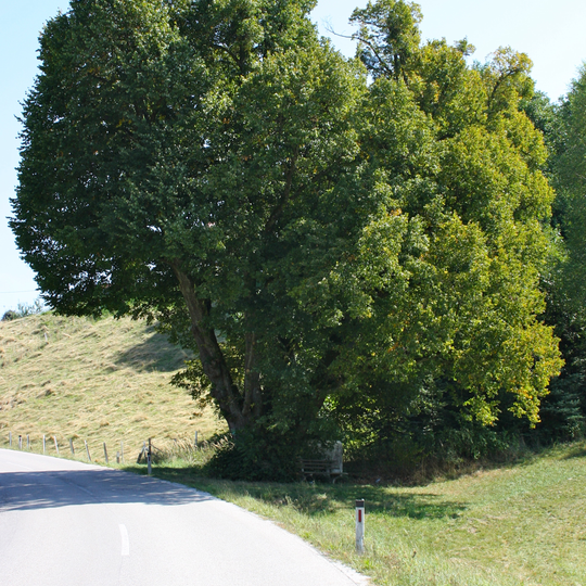 Kapellen Linde von Unterirnprechting