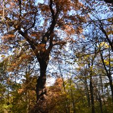 Svatojosefský dub v Soběsukách