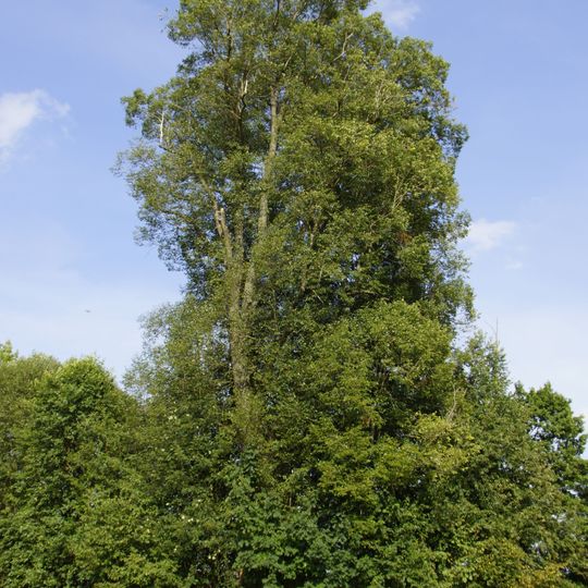 Linde beim Glashüttenteich