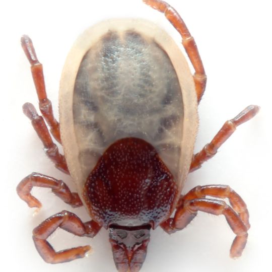 U.S. National Tick Collection