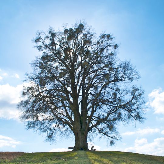 Kugellinde von Saxen