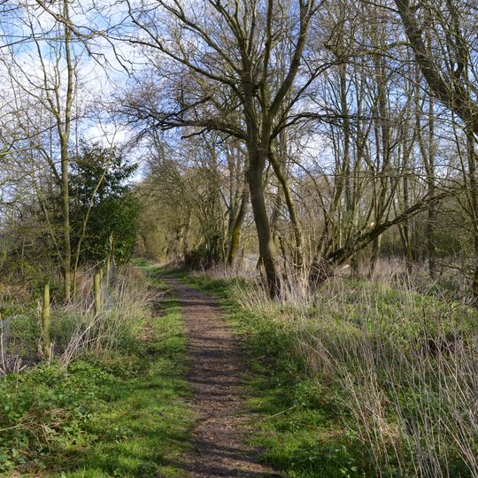 Rodbed Wood