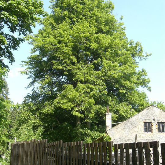 Lípy u Tabákového mlýna